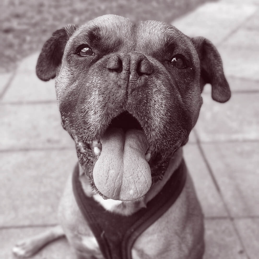 Hund Viking von Webdesigner und Grafikdesigner aus Zürich
